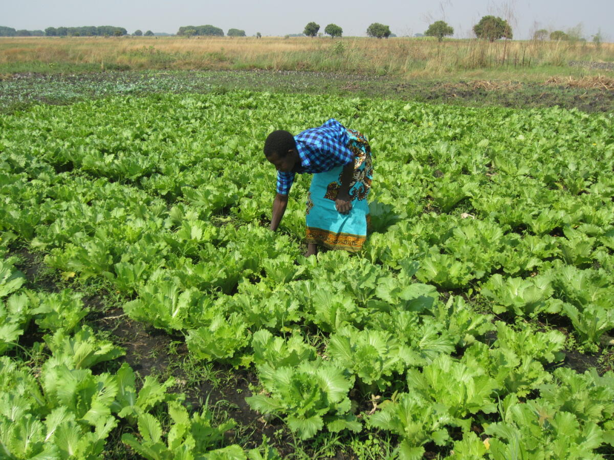 Female Beneficiary in the Western Cluster project, Zambia